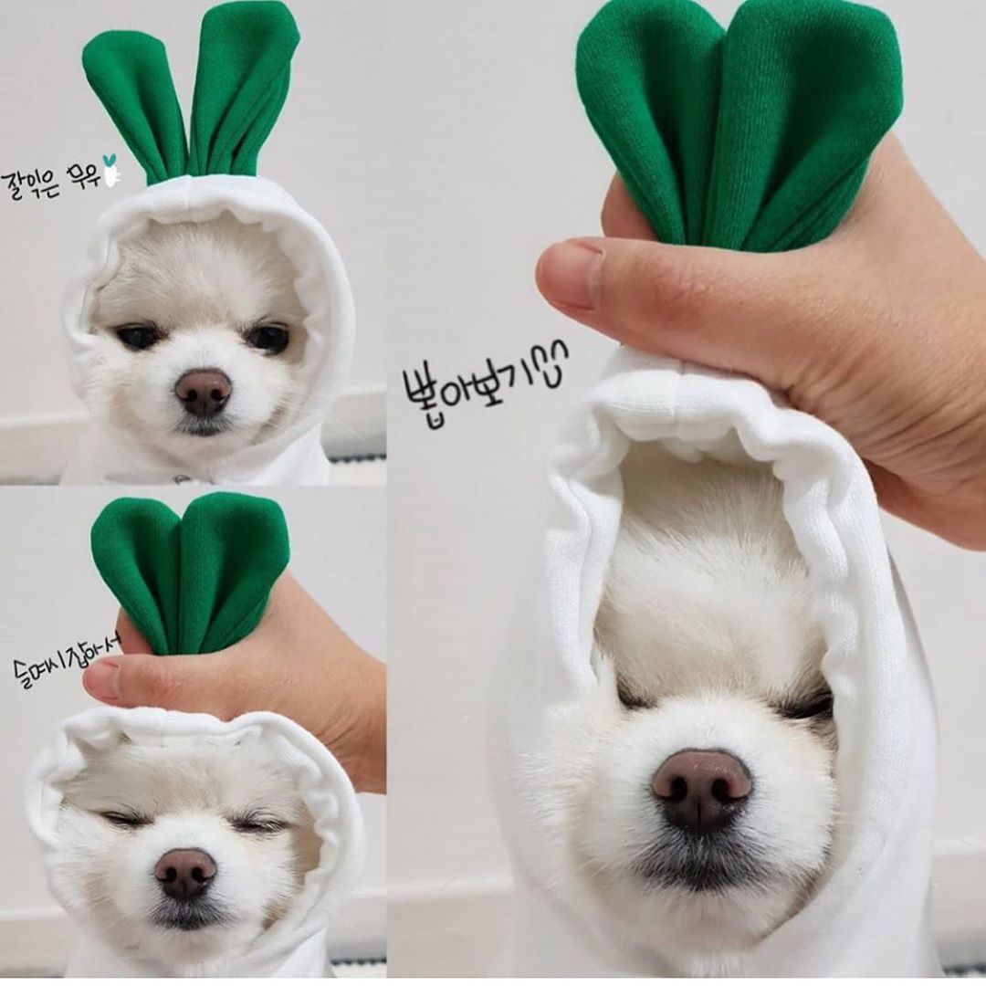 Cute Dog Costumes