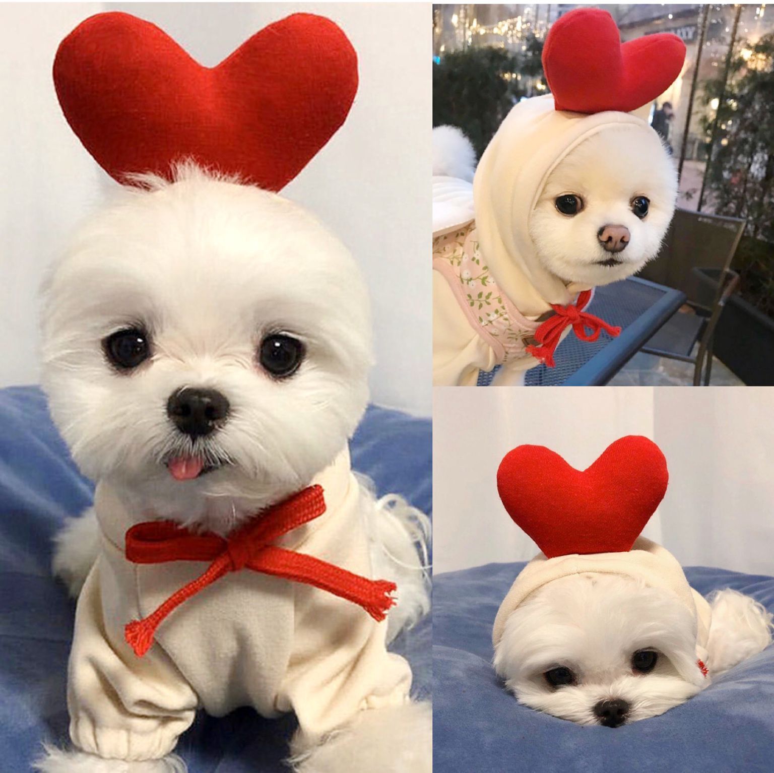 Cute Dog Costumes
