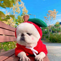 Cute Dog Costumes