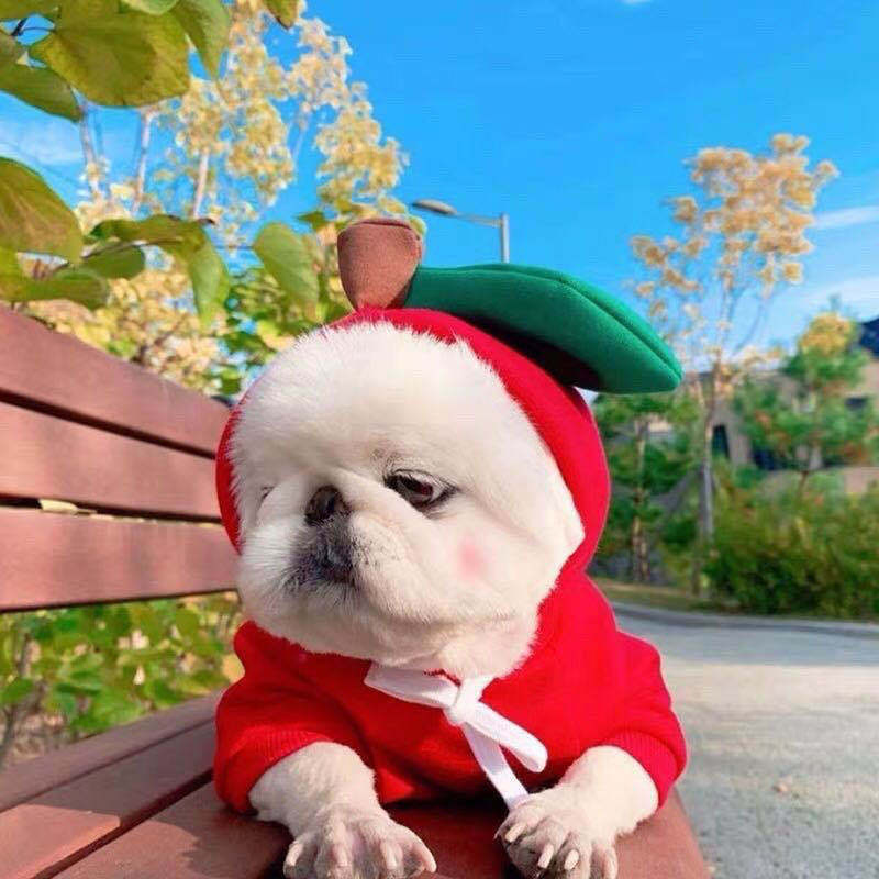 Cute Dog Costumes