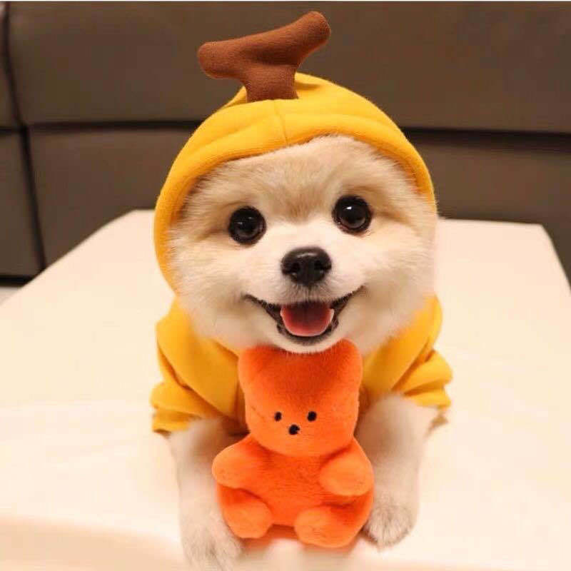 Cute Dog Costumes