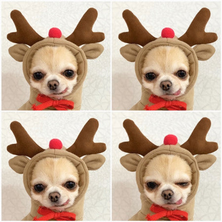 Cute Dog Costumes