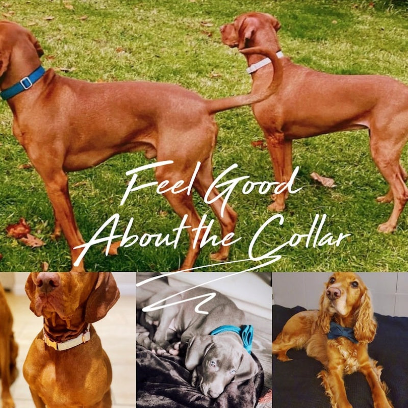 Velvet Personalized Dog Collar Leash Set With Bow